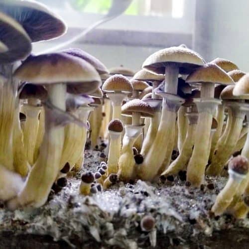 stargazer mushroom spores