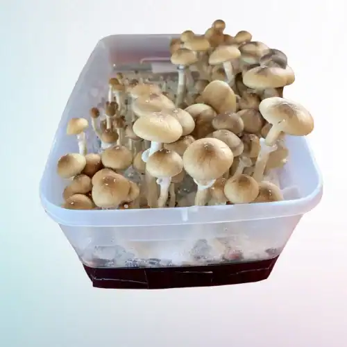 Stargazer mushrooms