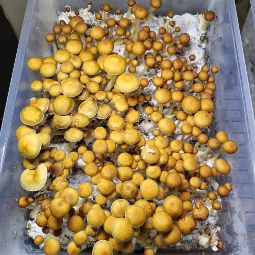 illusion weaver mushroom spores
