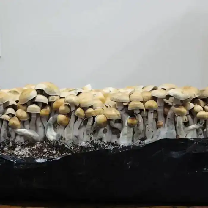 Oak Ridge Cubensis Oak Ridge Mushroom Spores (Isolated) | Premium Spores Syringe