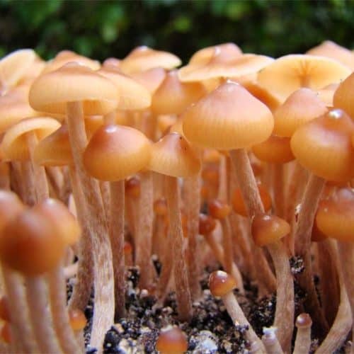 Psilocybe Mexicana Spores