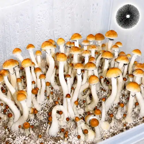 PES Hawaiian Mushroom spores