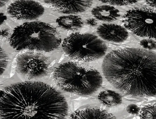 How to Collect Mushroom Spores: A Guide to Making Spore Prints