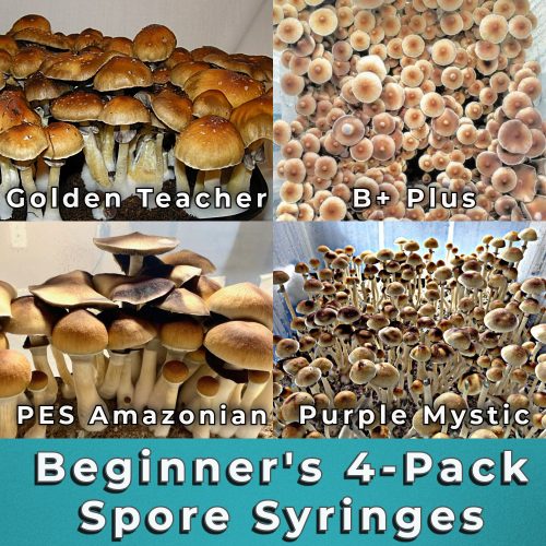 mushroom spores