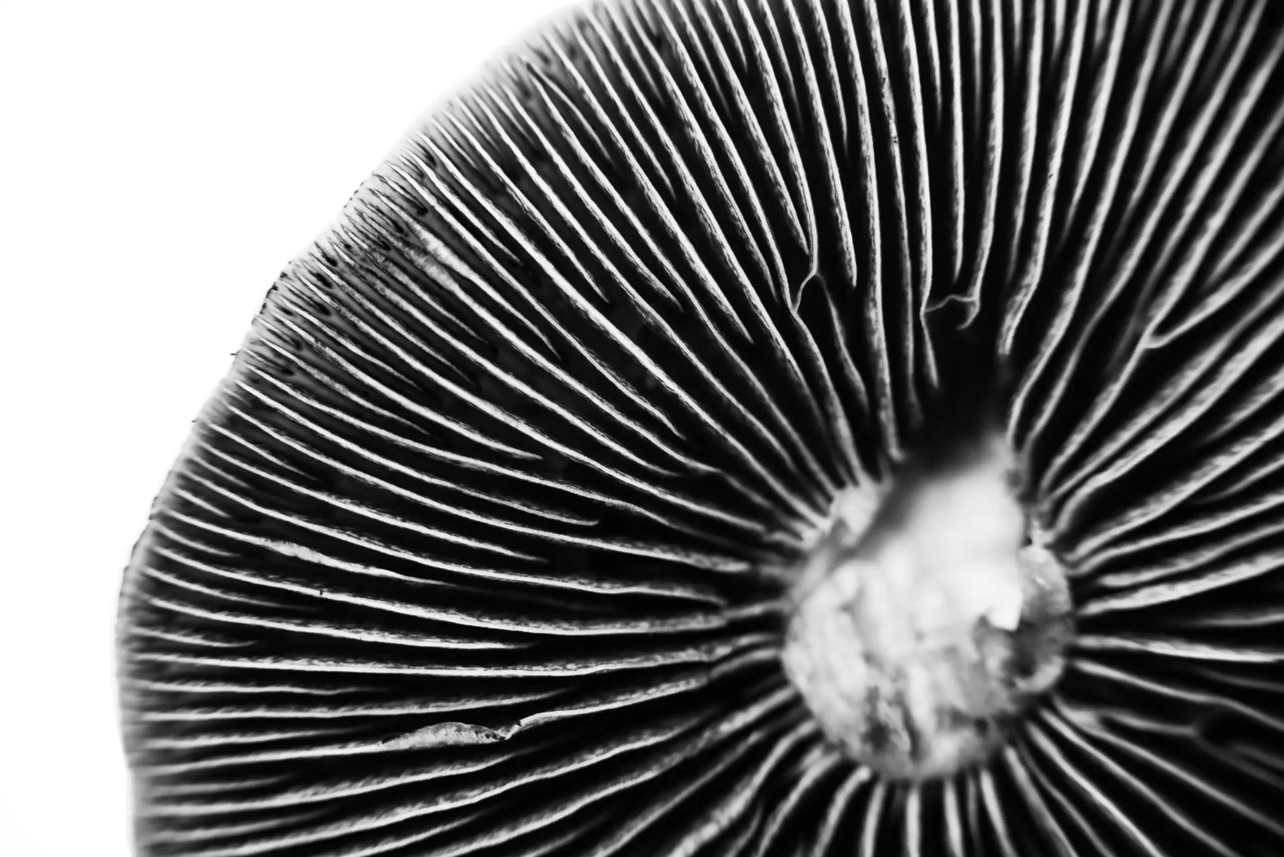 cubensis magic mushrooms black spores