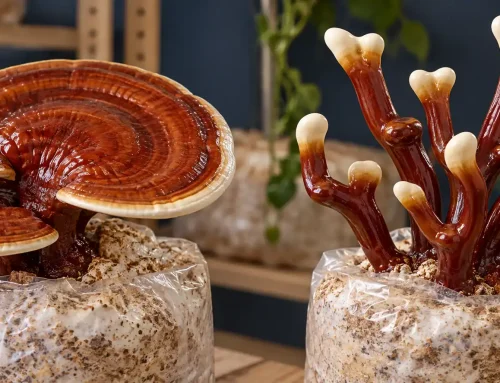 How to Grow Reishi Mushrooms