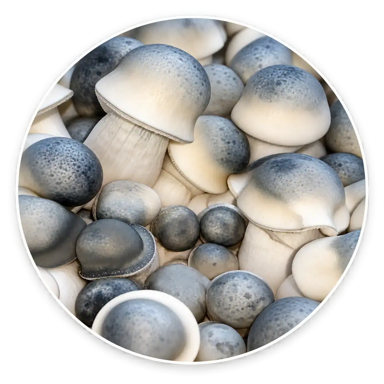 Albino Penis Envy mushroom specimens in a circular profile image