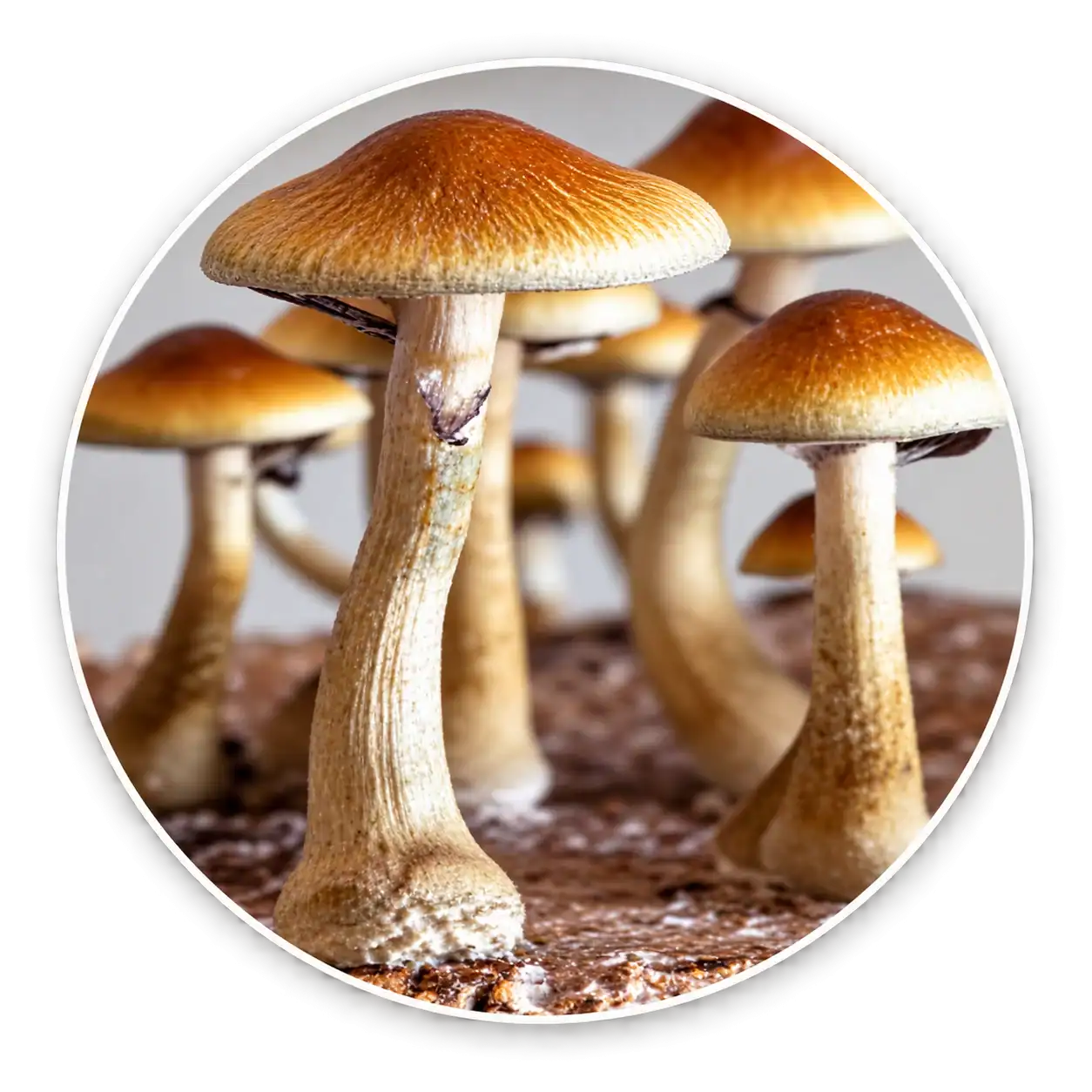 Golden Teacher mushroom specimens in a circular profile image