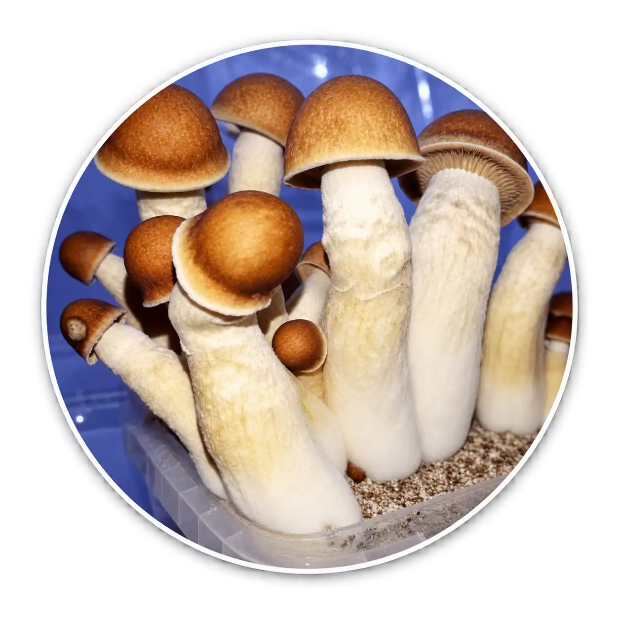 Penis Envy mushroom specimens in a circular profile image