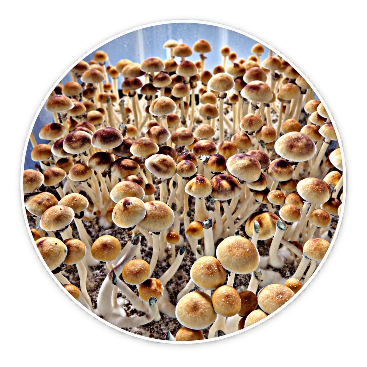 Purple Mystic mushroom specimens in a circular profile image